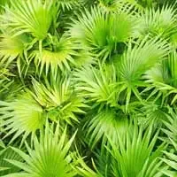 Chrysin