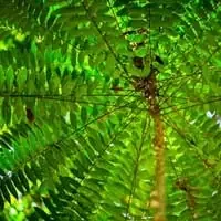 Winged Treebine
